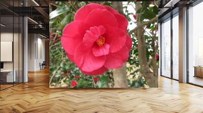 椿　camellia  2 Wall mural